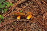 Tylopilus leucomycelinus image