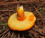 Tylopilus leucomycelinus image