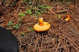 Tylopilus leucomycelinus image