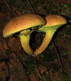 Pulveroboletus ravenelii image