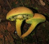 Pulveroboletus ravenelii image