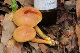 Pulveroboletus ravenelii image