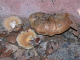 Paxillus involutus image