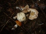 Cortinarius barbatus image