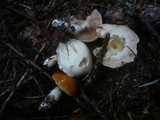 Cortinarius barbatus image