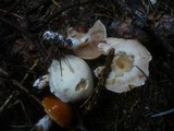Cortinarius barbatus image