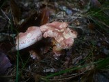 Cortinarius bolaris image