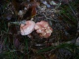 Cortinarius bolaris image