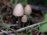 Mycena alcalina image