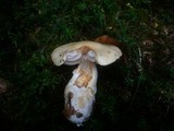 Cortinarius leucophanes image