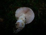 Cortinarius leucophanes image