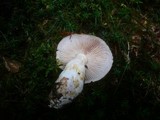 Cortinarius leucophanes image