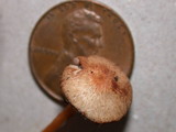Agaricus diminutivus image