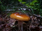 Cortinarius mucosus image