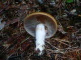 Cortinarius mucosus image