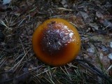 Cortinarius mucosus image