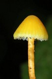 Hygrocybe parvula image
