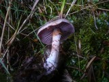 Cortinarius spilomeus image