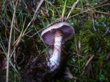 Cortinarius spilomeus image