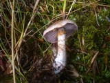 Cortinarius spilomeus image
