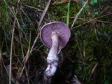 Cortinarius spilomeus image