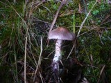 Cortinarius spilomeus image