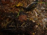Elaphomyces granulatus image
