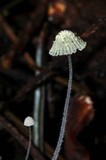 Mycena chloroxantha image
