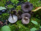 Faerberia carbonaria image