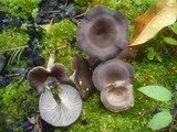 Faerberia carbonaria image