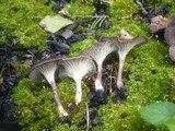 Faerberia carbonaria image