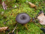 Faerberia carbonaria image