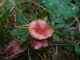 Gomphidius roseus image