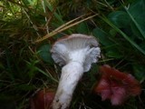 Gomphidius roseus image