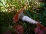 Gomphidius roseus image