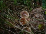 Hebeloma mesophaeum image