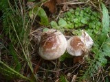 Hebeloma mesophaeum image
