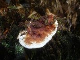 Heterobasidion annosum image