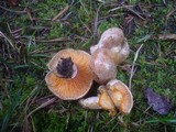Lactarius quieticolor image