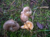 Lactarius quieticolor image