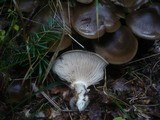 Lyophyllum decastes image