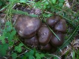 Lyophyllum decastes image
