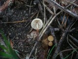 Marasmius torquescens image