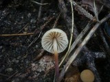 Marasmius torquescens image