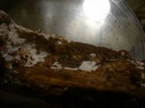 Mucronella flava image