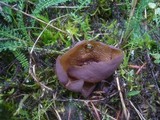 Otidea mirabilis image