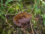 Otidea mirabilis image