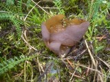 Otidea mirabilis image