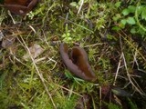 Otidea mirabilis image