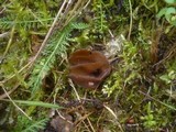 Otidea mirabilis image